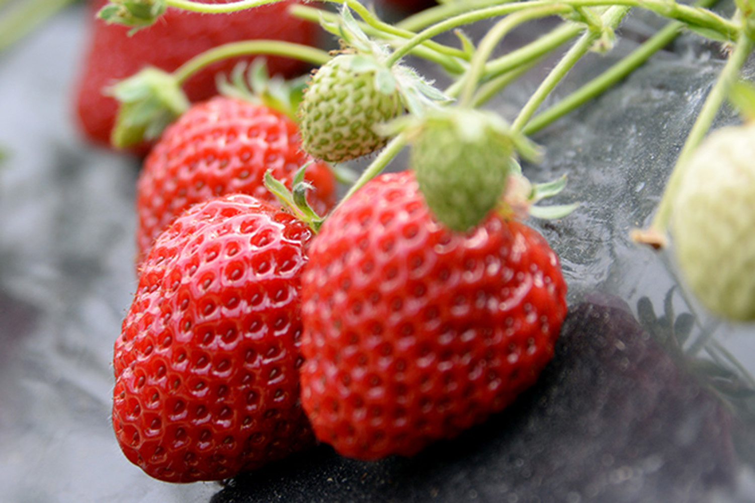 Strawberry picking (Kishigawa Tourist Strawberry Picking Farm)
